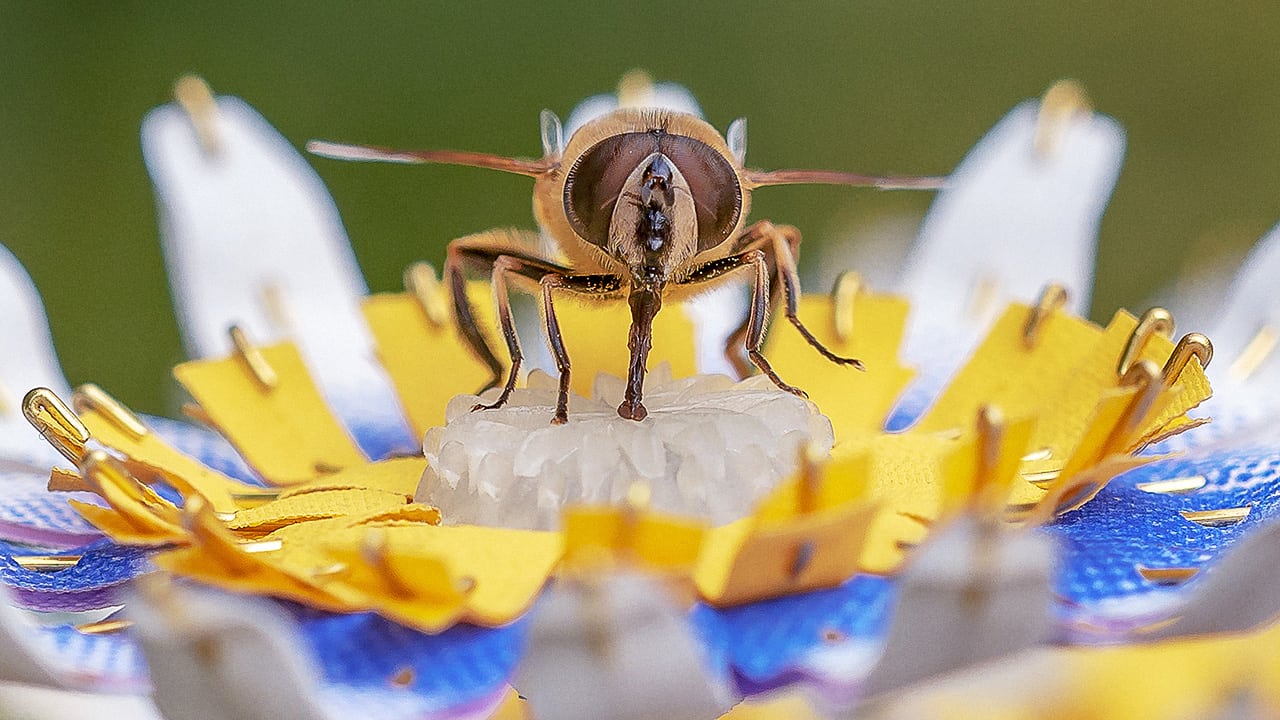 Artificial flowers may help real insects to survive in cities